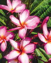 Plumeria Arwen rosa-bianca-gialla (Frangipani, Pomelia) Pianta da Fiore Tropicale in Vaso Giardino e giardinaggio/Giardinaggio/Piante da esterno/Fiori Maxbest Plants - Messina, Commerciovirtuoso.it