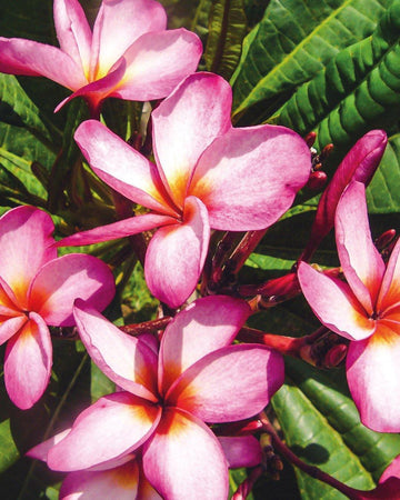 Plumeria "Arwen" rosa-bianca-gialla (Frangipani, Pomelia) Pianta da Fiore Tropicale in Vaso Giardino e giardinaggio/Giardinaggio/Piante da esterno/Fiori Maxbest Plants - Messina, Commerciovirtuoso.it