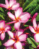Plumeria "Arwen" rosa-bianca-gialla (Frangipani, Pomelia) Pianta da Fiore Tropicale in Vaso Giardino e giardinaggio/Giardinaggio/Piante da esterno/Fiori Maxbest Plants - Messina, Commerciovirtuoso.it