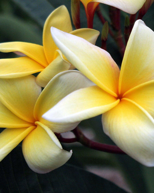 Plumeria Azect Gold bianca-gialla (Frangipani, Pomelia) Pianta da Fiore Tropicale in Vaso Giardino e giardinaggio/Giardinaggio/Piante da esterno/Fiori Maxbest Plants - Messina, Commerciovirtuoso.it