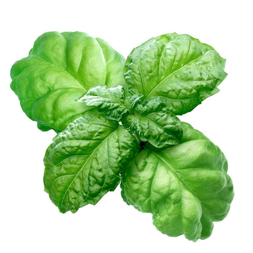 Semi di basilico Foglia di lattuga piante per orto e giardino Giardino e giardinaggio/Piante semi e bulbi/Piante da esterno/Erbe aromatiche La Zappa - Altamura, Commerciovirtuoso.it