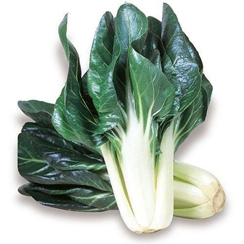 Semi di bietola verde A costa larga argentata 3 piante per orto e giardino Giardino e giardinaggio/Piante semi e bulbi/Piante da esterno/Vegetali La Zappa - Altamura, Commerciovirtuoso.it