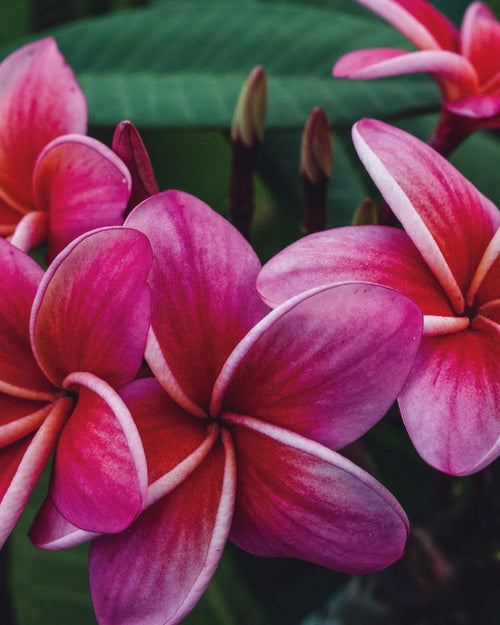 Plumeria Bayeux rosa-rossa (Frangipani, Pomelia) Pianta da Fiore Tropicale in Vaso Giardino e giardinaggio/Giardinaggio/Piante da esterno/Fiori Maxbest Plants - Messina, Commerciovirtuoso.it