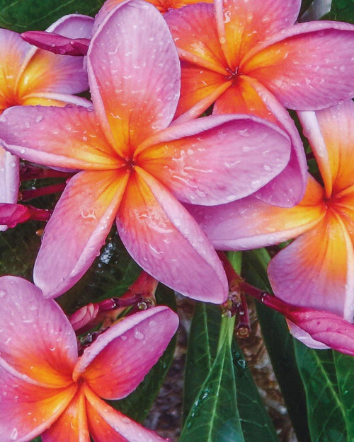 Plumeria Bellagio rosa-arancione (Frangipani, Pomelia) Pianta da Fiore Tropicale in Vaso Giardino e giardinaggio/Giardinaggio/Piante da esterno/Fiori Maxbest Plants - Messina, Commerciovirtuoso.it