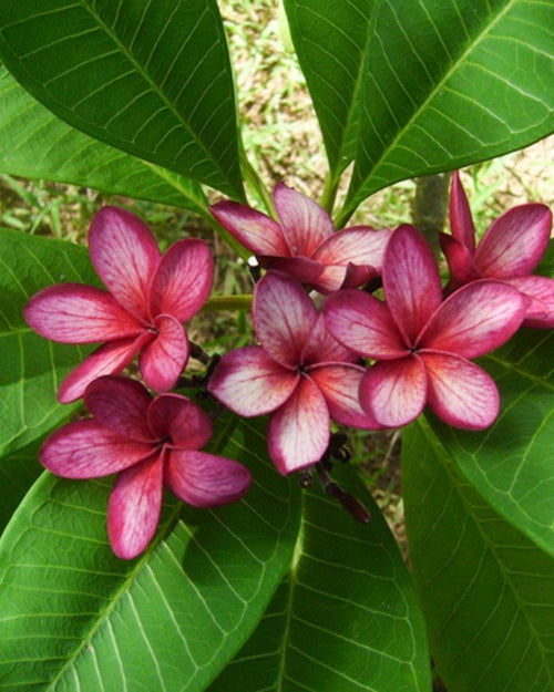 Plumeria Bewitched rossa-bianca (Frangipani, Pomelia) Pianta da Fiore Tropicale in Vaso Giardino e giardinaggio/Giardinaggio/Piante da esterno/Fiori Maxbest Plants - Messina, Commerciovirtuoso.it