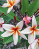 Plumeria "Bird of Paradise" arancione-bianca (Frangipani, Pomelia) Pianta da Fiore Tropicale in Vaso Giardino e giardinaggio/Giardinaggio/Piante da esterno/Fiori Maxbest Plants - Messina, Commerciovirtuoso.it