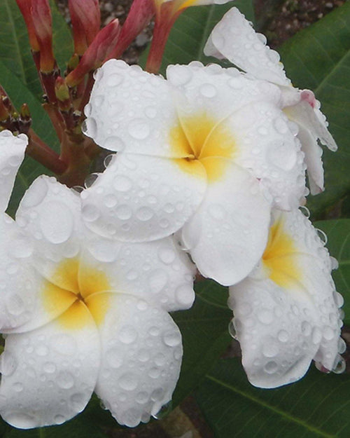 Plumeria Blizzard gialla-bianca (Frangipani, Pomelia) Pianta da Fiore Tropicale in Vaso Giardino e giardinaggio/Giardinaggio/Piante da esterno/Fiori Maxbest Plants - Messina, Commerciovirtuoso.it