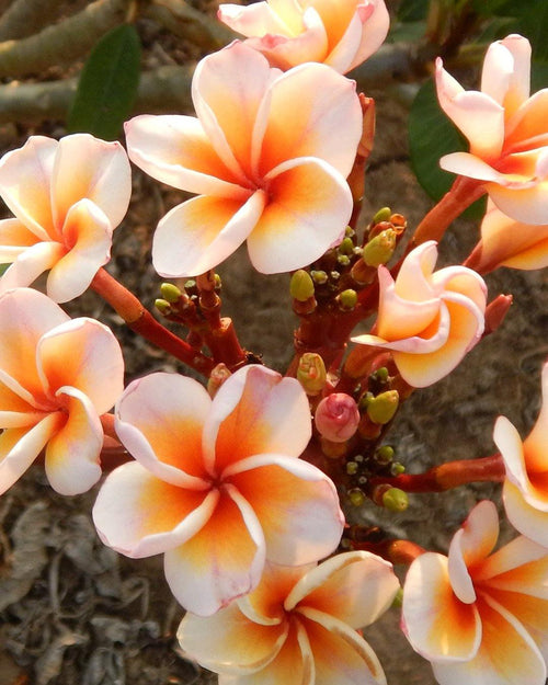 Plumeria Boutique arancione-bianca (Frangipani, Pomelia) Pianta da Fiore Tropicale in Vaso Giardino e giardinaggio/Giardinaggio/Piante da esterno/Fiori Maxbest Plants - Messina, Commerciovirtuoso.it