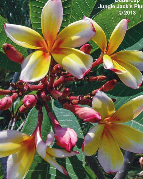 Plumeria Buttercup gialla-bianca-arancione (Frangipani, Pomelia) Pianta da Fiore Tropicale in Vaso Giardino e giardinaggio/Giardinaggio/Piante da esterno/Fiori Maxbest Plants - Messina, Commerciovirtuoso.it