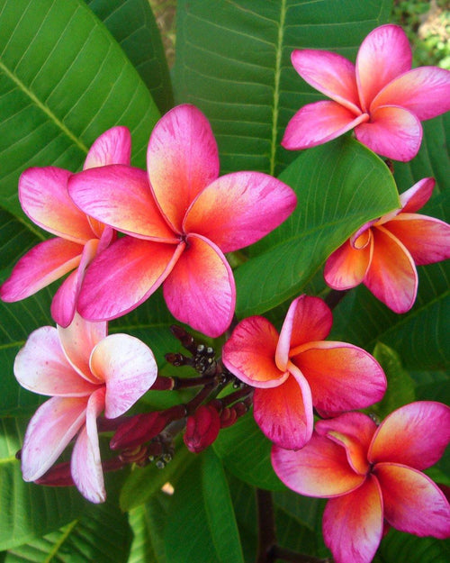 Plumeria CS3 rosa-arancione (Frangipani, Pomelia) Pianta da Fiore Tropicale in Vaso Giardino e giardinaggio/Giardinaggio/Piante da esterno/Fiori Maxbest Plants - Messina, Commerciovirtuoso.it