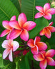 Plumeria "CS3" rosa-arancione (Frangipani, Pomelia) Pianta da Fiore Tropicale in Vaso Giardino e giardinaggio/Giardinaggio/Piante da esterno/Fiori Maxbest Plants - Messina, Commerciovirtuoso.it