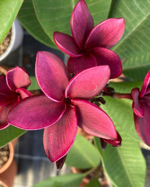 Plumeria Caliente rossa (Frangipani, Pomelia) Pianta da Fiore Tropicale in Vaso Giardino e giardinaggio/Giardinaggio/Piante da esterno/Fiori Maxbest Plants - Messina, Commerciovirtuoso.it