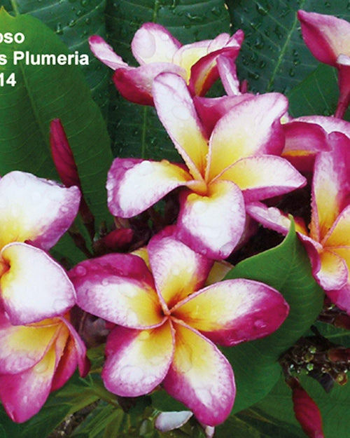 Plumeria Calypso gialla-bianca-rosa (Frangipani, Pomelia) Pianta da Fiore Tropicale in Vaso Giardino e giardinaggio/Giardinaggio/Piante da esterno/Fiori Maxbest Plants - Messina, Commerciovirtuoso.it