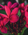 Plumeria Cardinal rossa (Frangipani, Pomelia) Pianta da Fiore Tropicale in Vaso Giardino e giardinaggio/Giardinaggio/Piante da esterno/Fiori Maxbest Plants - Messina, Commerciovirtuoso.it