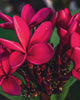 Plumeria "Cardinal" rossa (Frangipani, Pomelia) Pianta da Fiore Tropicale in Vaso Giardino e giardinaggio/Giardinaggio/Piante da esterno/Fiori Maxbest Plants - Messina, Commerciovirtuoso.it