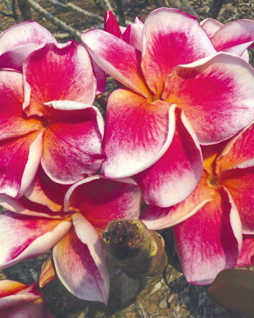Plumeria "Carnival" rosa-bianca (Frangipani, Pomelia) Pianta da Fiore Tropicale in Vaso Giardino e giardinaggio/Giardinaggio/Piante da esterno/Fiori Maxbest Plants - Messina, Commerciovirtuoso.it