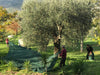 Rete pesante per la raccolta di Olive e Mandorle Aperta anti-spina con angoli e occhielli rinforzati Giardino e giardinaggio/Giardinaggio/Prodotti fitosanitari e pesticidi/Reti protettive La Zappa - Altamura, Commerciovirtuoso.it