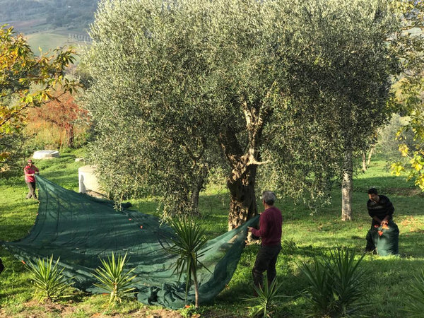 Rete pesante per la raccolta di Olive e Mandorle "Aperta" anti-spina con angoli e occhielli rinforzati Giardino e giardinaggio/Giardinaggio/Prodotti fitosanitari e pesticidi/Reti protettive La Zappa - Altamura, Commerciovirtuoso.it