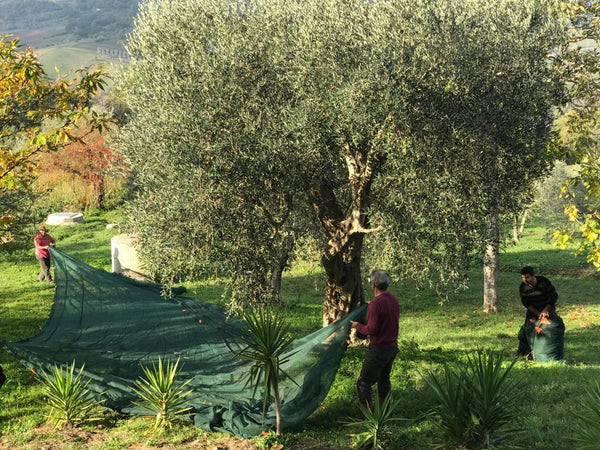 Rete a rotolo Leggera per la raccolta di Olive e Mandorle anti-spina Giardino e giardinaggio/Giardinaggio/Prodotti fitosanitari e pesticidi/Reti protettive La Zappa - Altamura, Commerciovirtuoso.it