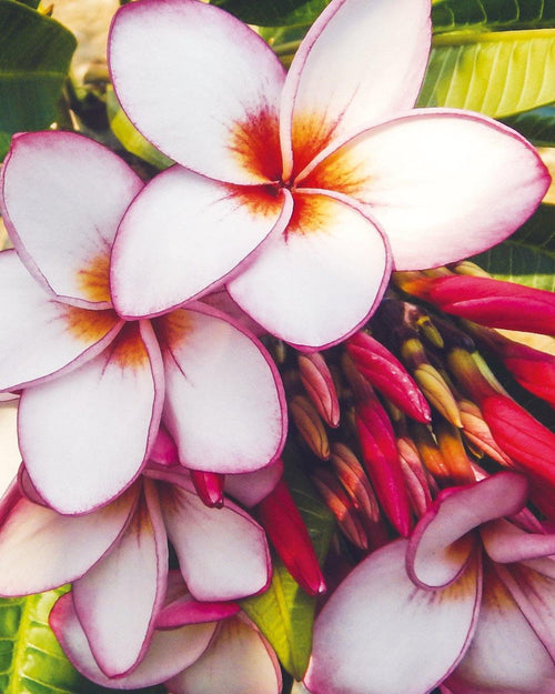 Plumeria Cathay Pearl bianca-arancione (Frangipani, Pomelia) Pianta da Fiore Tropicale in Vaso Giardino e giardinaggio/Giardinaggio/Piante da esterno/Fiori Maxbest Plants - Messina, Commerciovirtuoso.it