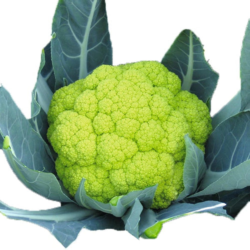 Semi di cavolfiore verde di Macerata Natalino piante per orto e giardino Giardino e giardinaggio/Piante semi e bulbi/Piante da esterno/Vegetali La Zappa - Altamura, Commerciovirtuoso.it
