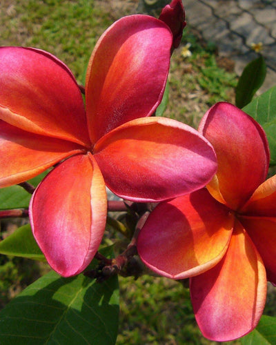 Plumeria Ceylon Beauty rosa-arancione (Frangipani, Pomelia) Pianta da Fiore Tropicale in Vaso Giardino e giardinaggio/Giardinaggio/Piante da esterno/Fiori Maxbest Plants - Messina, Commerciovirtuoso.it