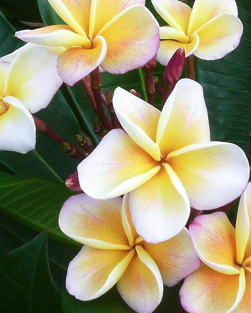 Plumeria Chablis bianca-gialla (Frangipani, Pomelia) Pianta da Fiore Tropicale in Vaso Giardino e giardinaggio/Giardinaggio/Piante da esterno/Fiori Maxbest Plants - Messina, Commerciovirtuoso.it