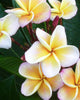 Plumeria "Chablis" bianca-gialla (Frangipani, Pomelia) Pianta da Fiore Tropicale in Vaso Giardino e giardinaggio/Giardinaggio/Piante da esterno/Fiori Maxbest Plants - Messina, Commerciovirtuoso.it