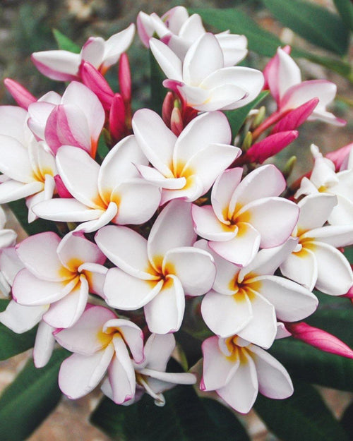 Plumeria Champagne bianca-gialla (Frangipani, Pomelia) Pianta da Fiore Tropicale in Vaso Giardino e giardinaggio/Giardinaggio/Piante da esterno/Fiori Maxbest Plants - Messina, Commerciovirtuoso.it