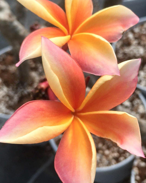 Plumeria Chiang mai Girl rosa-arancione (Frangipani, Pomelia) Pianta da Fiore Tropicale in Vaso Giardino e giardinaggio/Giardinaggio/Piante da esterno/Fiori Maxbest Plants - Messina, Commerciovirtuoso.it