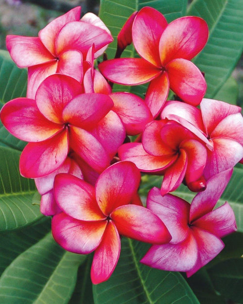 Plumeria christina Rosa-Gialla (frangipani, Pomelia) Pianta da Fiore Tropicale in Vaso Giardino e giardinaggio/Giardinaggio/Piante da esterno/Fiori Maxbest Plants - Messina, Commerciovirtuoso.it