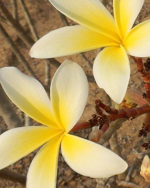 Plumeria Claire de lune gialla-bianca (Frangipani, Pomelia) Pianta da Fiore Tropicale in Vaso Giardino e giardinaggio/Giardinaggio/Piante da esterno/Fiori Maxbest Plants - Messina, Commerciovirtuoso.it