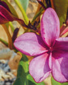 Plumeria Contessa rossa (Frangipani, Pomelia) Pianta da Fiore Tropicale in Vaso Giardino e giardinaggio/Giardinaggio/Piante da esterno/Fiori Maxbest Plants - Messina, Commerciovirtuoso.it