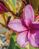 Plumeria "Contessa" rossa (Frangipani, Pomelia) Pianta da Fiore Tropicale in Vaso Giardino e giardinaggio/Giardinaggio/Piante da esterno/Fiori Maxbest Plants - Messina, Commerciovirtuoso.it
