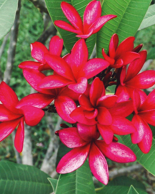 Plumeria Coronet rossa (Frangipani, Pomelia) Pianta da Fiore Tropicale in Vaso Giardino e giardinaggio/Giardinaggio/Piante da esterno/Fiori Maxbest Plants - Messina, Commerciovirtuoso.it