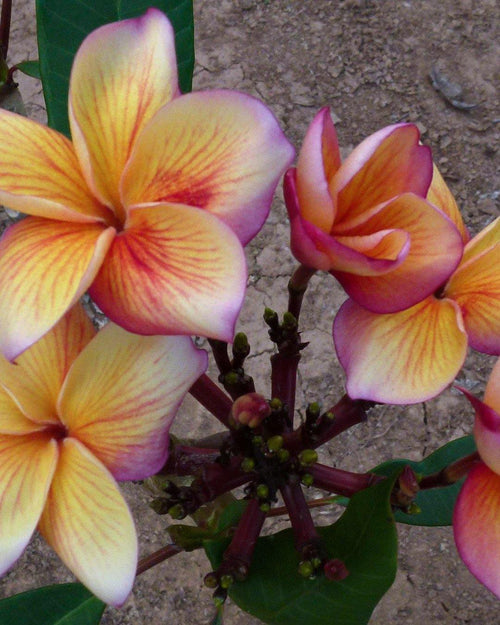 Plumeria Cote d'Or rosa-arancione-gialla (Frangipani, Pomelia) Pianta da Fiore Tropicale in Vaso Giardino e giardinaggio/Giardinaggio/Piante da esterno/Fiori Maxbest Plants - Messina, Commerciovirtuoso.it