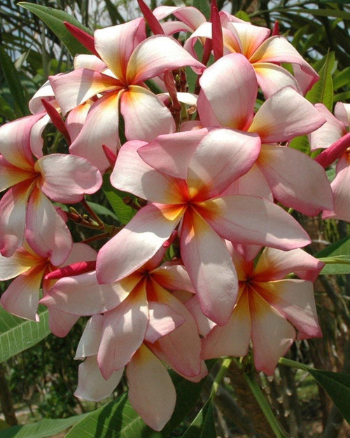 Plumeria Crazy rosa-bianca-gialla (Frangipani, Pomelia) Pianta da Fiore Tropicale in Vaso Giardino e giardinaggio/Giardinaggio/Piante da esterno/Fiori Maxbest Plants - Messina, Commerciovirtuoso.it