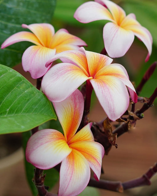 Plumeria Temptation bianca-gialla (Frangipani, Pomelia) Pianta Tropicale in Vaso Giardino e giardinaggio/Giardinaggio/Piante da esterno/Fiori Maxbest Plants - Messina, Commerciovirtuoso.it