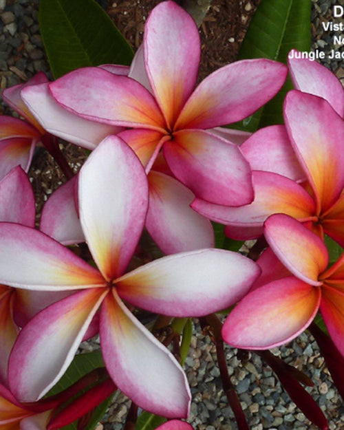 Plumeria Day Dream bianca-rosa-arancione (Frangipani, Pomelia) Pianta da Fiore Tropicale in Vaso Giardino e giardinaggio/Giardinaggio/Piante da esterno/Fiori Maxbest Plants - Messina, Commerciovirtuoso.it