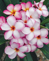 Plumeria Delightful bianca-rosa-arancione (Frangipani, Pomelia) Pianta da Fiore Tropicale in Vaso Giardino e giardinaggio/Giardinaggio/Piante da esterno/Fiori Maxbest Plants - Messina, Commerciovirtuoso.it