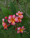 Plumeria Diva rosa-gialla (Frangipani, Pomelia) Pianta da Fiore Tropicale in Vaso Giardino e giardinaggio/Giardinaggio/Piante da esterno/Fiori Maxbest Plants - Messina, Commerciovirtuoso.it