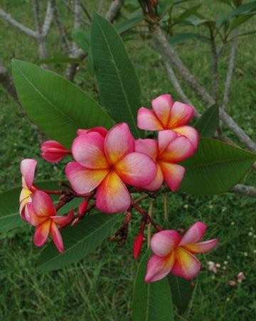 Plumeria "Diva" rosa-gialla (Frangipani, Pomelia) Pianta da Fiore Tropicale in Vaso Giardino e giardinaggio/Giardinaggio/Piante da esterno/Fiori Maxbest Plants - Messina, Commerciovirtuoso.it