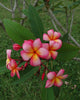 Plumeria "Diva" rosa-gialla (Frangipani, Pomelia) Pianta da Fiore Tropicale in Vaso Giardino e giardinaggio/Giardinaggio/Piante da esterno/Fiori Maxbest Plants - Messina, Commerciovirtuoso.it