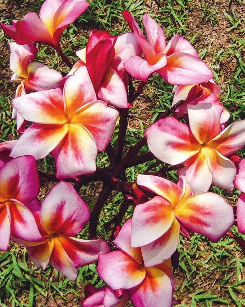 Plumeria Dream Star rosa-bianca-gialla (Frangipani, Pomelia) Pianta da Fiore Tropicale in Vaso Giardino e giardinaggio/Giardinaggio/Piante da esterno/Fiori Maxbest Plants - Messina, Commerciovirtuoso.it