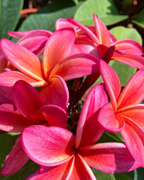 Plumeria Dulcemia rosa-gialla (Frangipani, Pomelia) Pianta da Fiore Tropicale in Vaso Giardino e giardinaggio/Giardinaggio/Piante da esterno/Fiori Maxbest Plants - Messina, Commerciovirtuoso.it