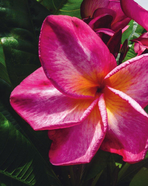 Plumeria Dynamite rosa-gialla (Frangipani, Pomelia) Pianta da Fiore Tropicale in Vaso Giardino e giardinaggio/Giardinaggio/Piante da esterno/Fiori Maxbest Plants - Messina, Commerciovirtuoso.it