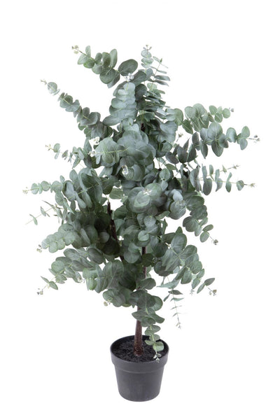 Pianta Eucalyptus 110 Cm C/vaso Bianchi Dino Giardino e giardinaggio/Piante semi e bulbi/Piante da interno/Felci Loft Uno di Casa - Catania, Commerciovirtuoso.it
