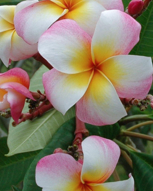 Plumeria Easter Sunrise rosa-bianca (Frangipani, Pomelia) Pianta da Fiore Tropicale in Vaso Giardino e giardinaggio/Giardinaggio/Piante da esterno/Fiori Maxbest Plants - Messina, Commerciovirtuoso.it