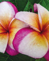 Plumeria Eclipse arancione-rosa-bianca (Frangipani, Pomelia) Pianta da Fiore Tropicale in Vaso Giardino e giardinaggio/Giardinaggio/Piante da esterno/Fiori Maxbest Plants - Messina, Commerciovirtuoso.it