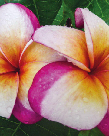 Plumeria "Eclipse" arancione-rosa-bianca (Frangipani, Pomelia) Pianta da Fiore Tropicale in Vaso Giardino e giardinaggio/Giardinaggio/Piante da esterno/Fiori Maxbest Plants - Messina, Commerciovirtuoso.it